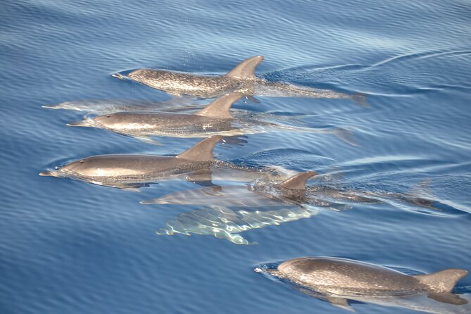 2-Hour Dolphin Watching Experience in Fuerteventura - Magic Dolphin on Fuerteventura’s Southern Coast: What You’re Really Buying
