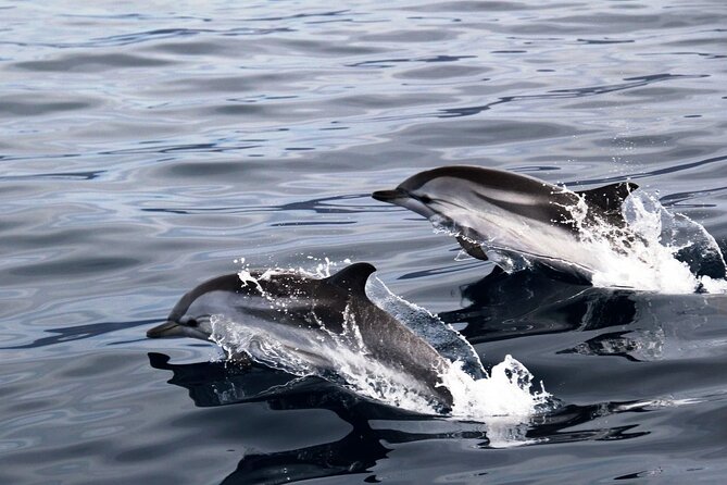 2-Hour Dolphin Watching Experience in Fuerteventura - Wildlife Etiquette: Seeing Nature Without the Aquarium Vibe