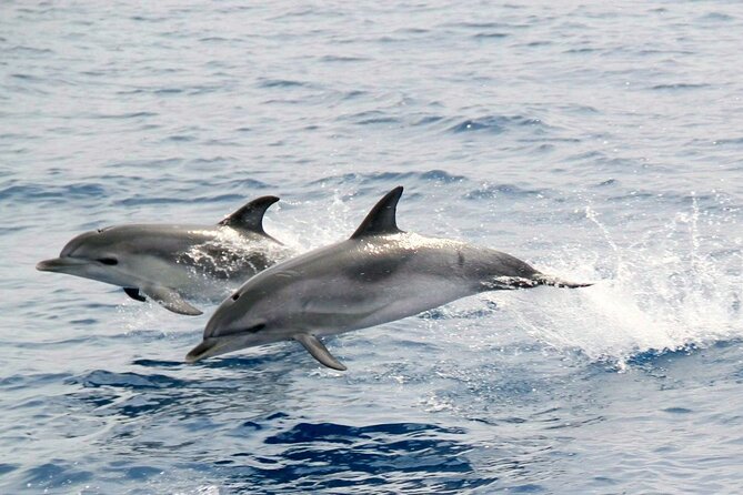 2-Hour Dolphin Watching Experience in Fuerteventura - Price and Value: Is $56.72 Fair for This Kind of Cruise?