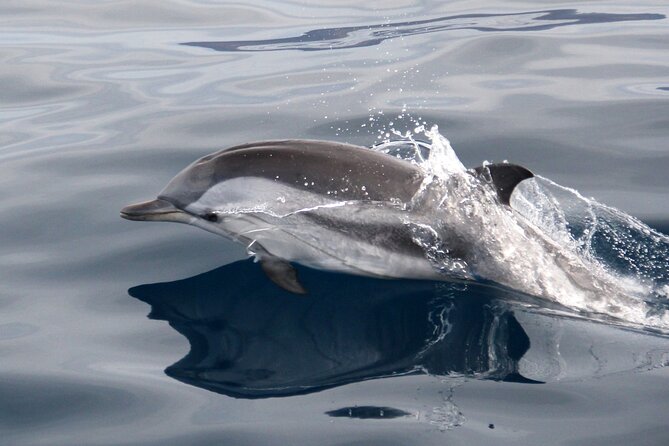 2-Hour Dolphin Watching Experience in Fuerteventura - Who This Trip Fits Best (and Who Should Think Twice)