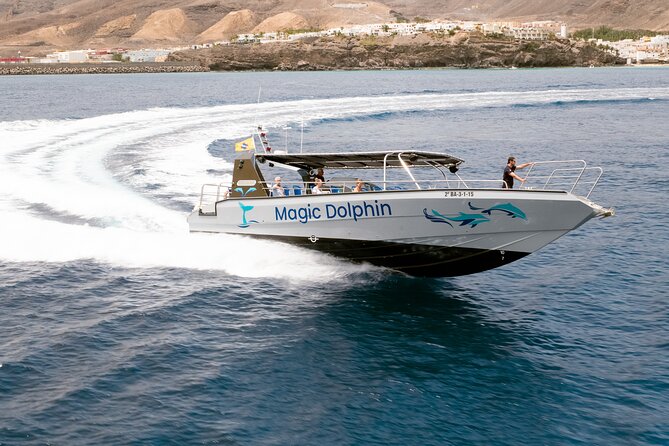 2-Hour Dolphin Watching Experience in Fuerteventura - My Practical Tips for a Better Dolphin-Watching Day
