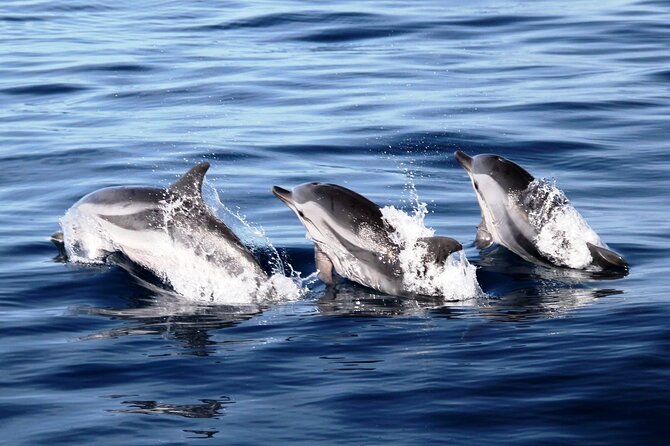 2-Hour Dolphin Watching Experience in Fuerteventura - On the Water for Dolphins and Whales: How the 2 Hours Usually Feel