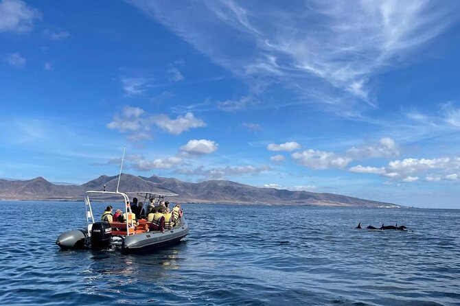 2h Dolphin and Whale Viewing + Snorkeling Tour - Key Points You’ll Care About