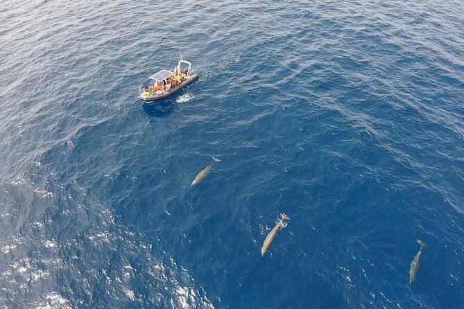 2h Dolphin and Whale Viewing + Snorkeling Tour - Riding the Waves: What “Speedboat Rough” Means in Real Life