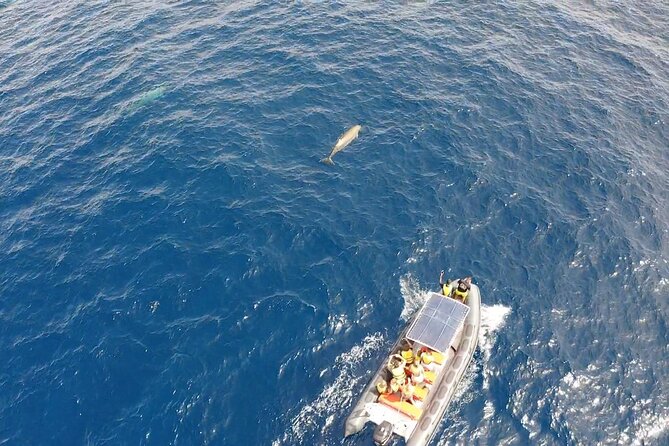 2h Dolphin and Whale Viewing + Snorkeling Tour - Price and Value: Is $62.88 a Fair Deal for What You Get?