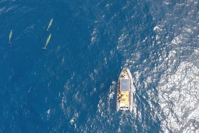 2h Dolphin and Whale Viewing + Snorkeling Tour - Who This Tour Fits Best in Fuerteventura