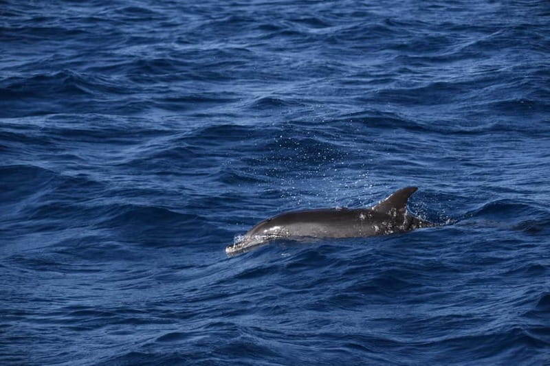 Costa Calma: Fuerteventura Dolphin Watching Zodiac Boat Tour - Why a Zodiac Boat Works Best for Dolphin Spotting in Fuerteventura