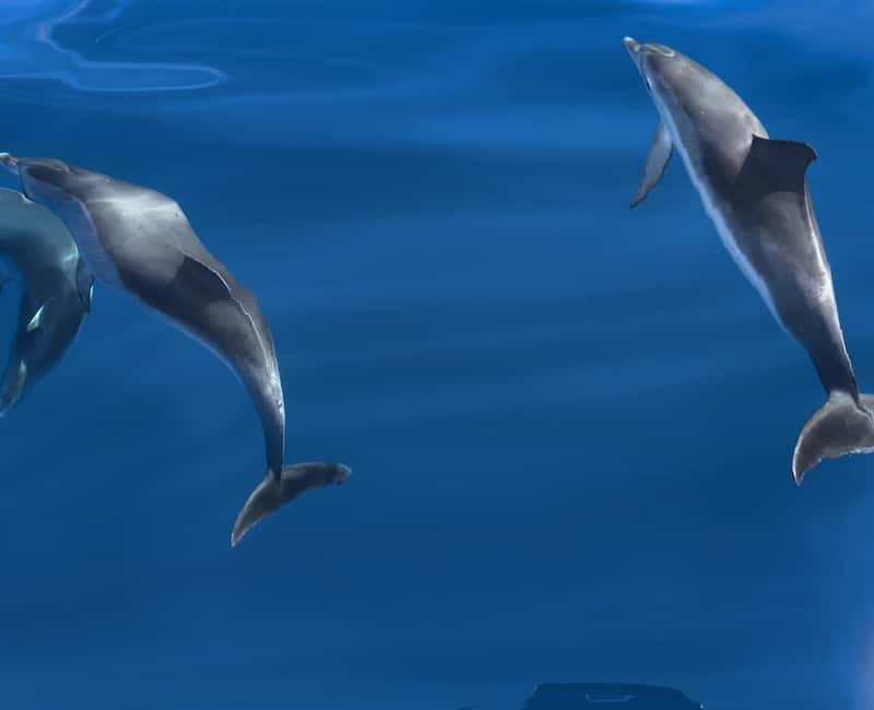 Costa Calma: Fuerteventura Dolphin Watching Zodiac Boat Tour - On Board the High-Speed Zodiac: Safety, Wind, and Picture Moments