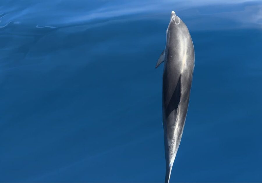 Costa Calma: Fuerteventura Dolphin Watching Zodiac Boat Tour - Price and What $46 Buys: Value vs. What You Pay Extra Elsewhere