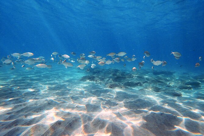 Discover Scuba Diving in Costa Calma - Key points before you go
