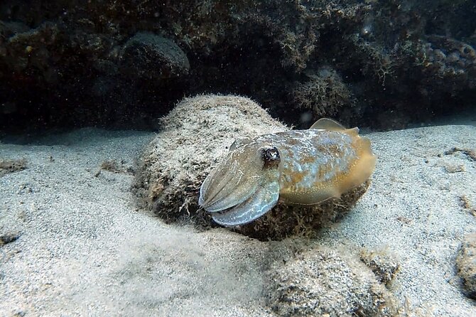 Discover Scuba Diving in Costa Calma - The equipment check and water practice: the part that prevents problems
