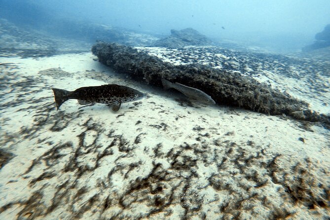 Discover Scuba Diving in Costa Calma - Duration and timing: plan for a smooth half-day
