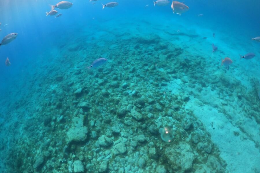 From Corralejo: Lobos Island Boat and Snorkel Activity - Isla de Lobos on your own: three ways to spend your time
