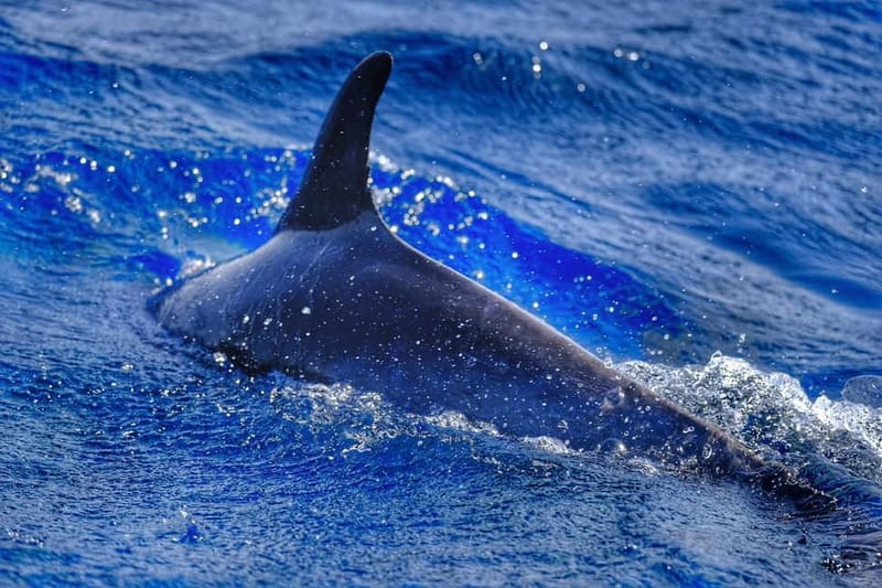 From Morro Jable: Dolphin and Whale Watching and Snorkelling - Key Highlights at a Glance
