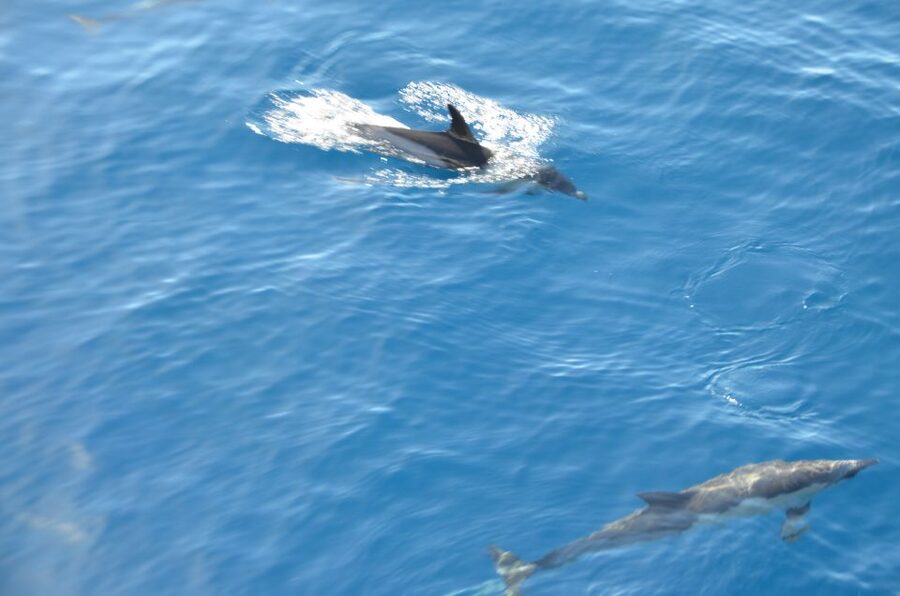 From Morro Jable: Dolphin and Whale Watching and Snorkelling - Should You Book This Dolphin, Whale, and Snorkeling Tour?