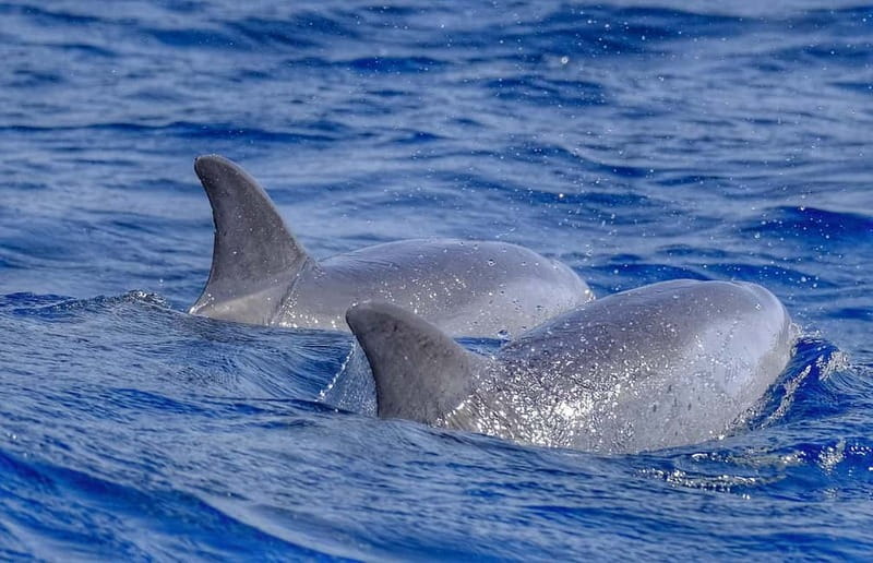 From Morro Jable: Dolphin and Whale Watching and Snorkelling - How the Tour Starts at Morro Jable Port