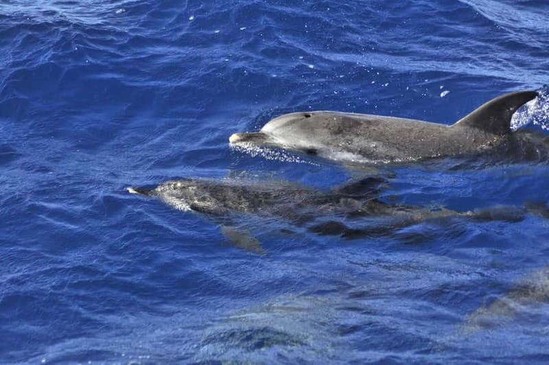 From Morro Jable: Dolphin and Whale Watching and Snorkelling - Whale and Dolphin Watching: How You Maximize Your Odds