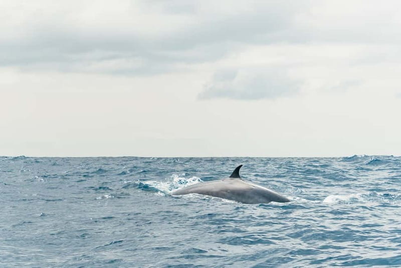 From Morro Jable: Dolphin and Whale Watching and Snorkelling - What’s Included, What You’ll Still Need to Plan