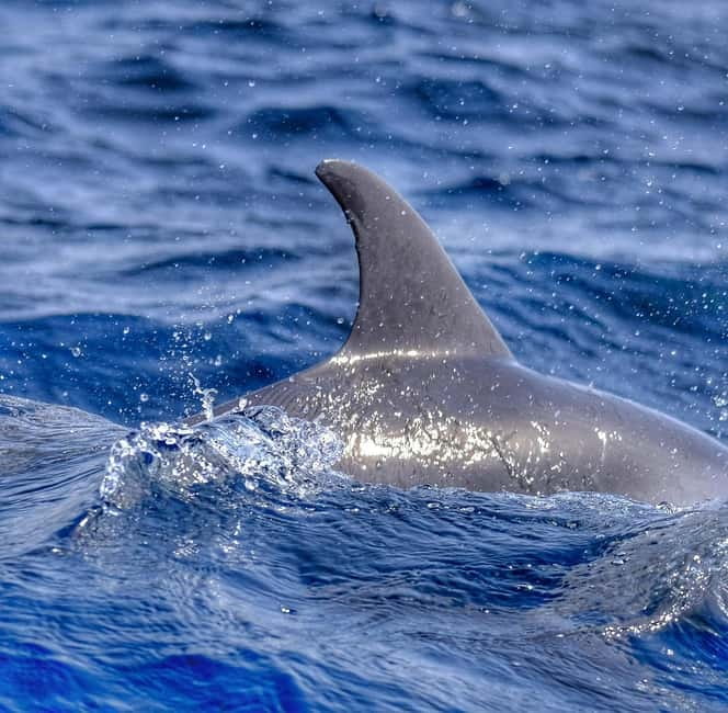 From Morro Jable: Dolphin and Whale Watching and Snorkelling - Price and Value: Is $59 Worth It?