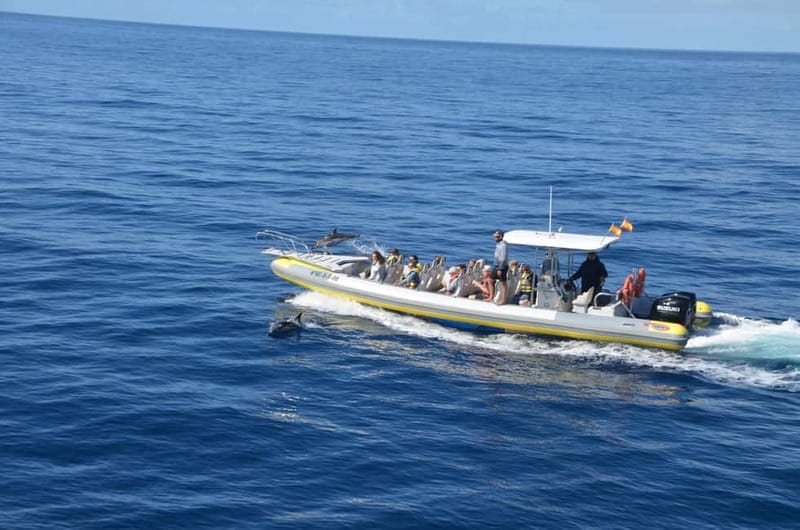 From Morro Jable: Dolphin and Whale Watching and Snorkelling - Who Should Book This Speedboat and Who Should Skip It