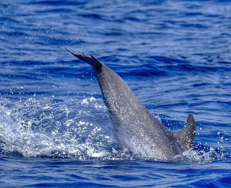 From Morro Jable: Dolphin and Whale Watching and Snorkelling - Practical Tips to Get More Out of the Trip
