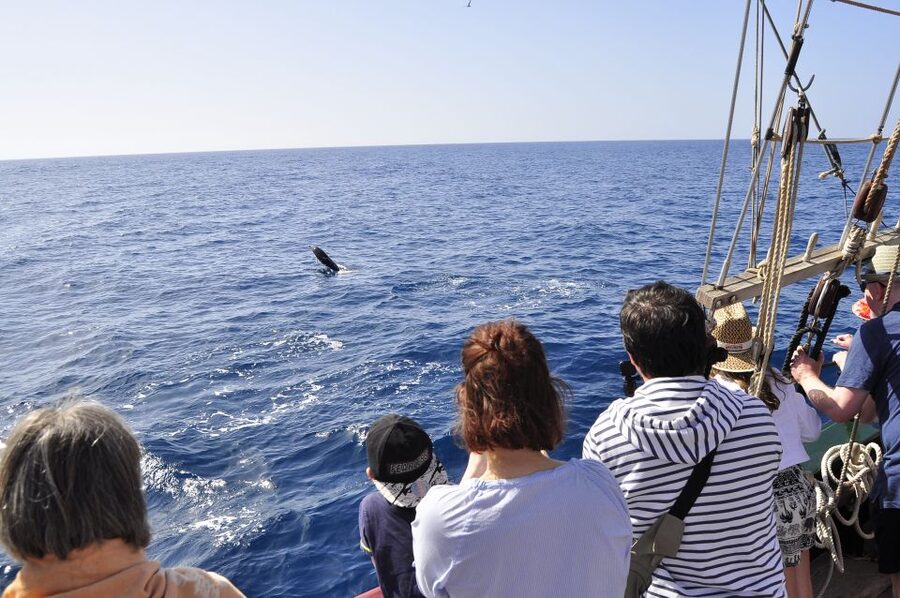 Fuerteventura: 4-Hour Pirate Sailing Adventure - Key Highlights Worth Your Time