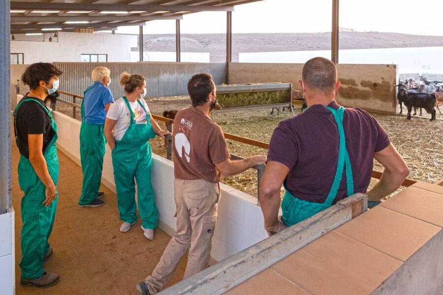 Fuerteventura: Artisan Goat's Cheese Making at Local Farm - Milking lessons: hand, machine, and meeting the herd up close