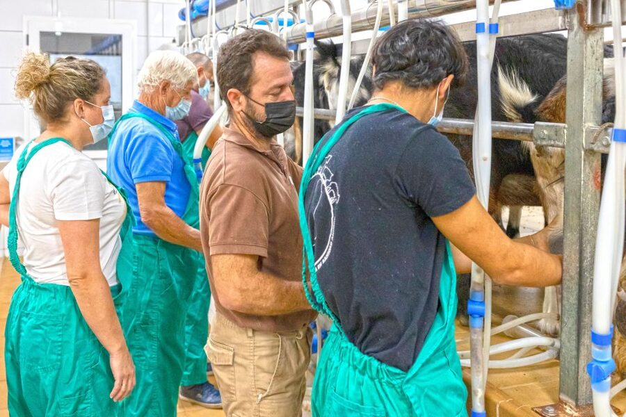Fuerteventura: Artisan Goat's Cheese Making at Local Farm - Pressed, packed, and labeled: the edible souvenir you actually own
