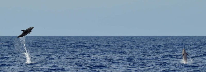 Fuerteventura: Catamarán navegación a vela y delfines. - Quick take: what you’ll feel on this sail