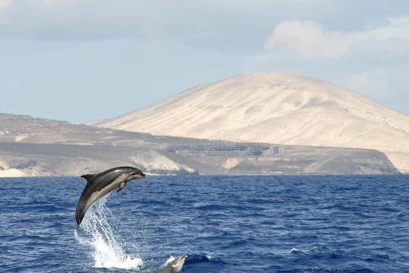 Fuerteventura: Catamarán navegación a vela y delfines. - Transfers included: when pickup helps (and when it might annoy)