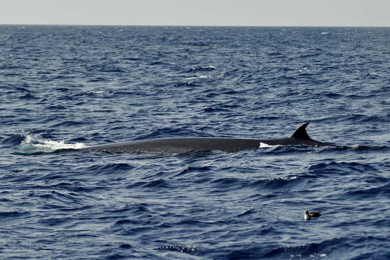 Fuerteventura: Catamarán navegación a vela y delfines. - The sail: wildlife odds, what you’ll likely see, and how to watch