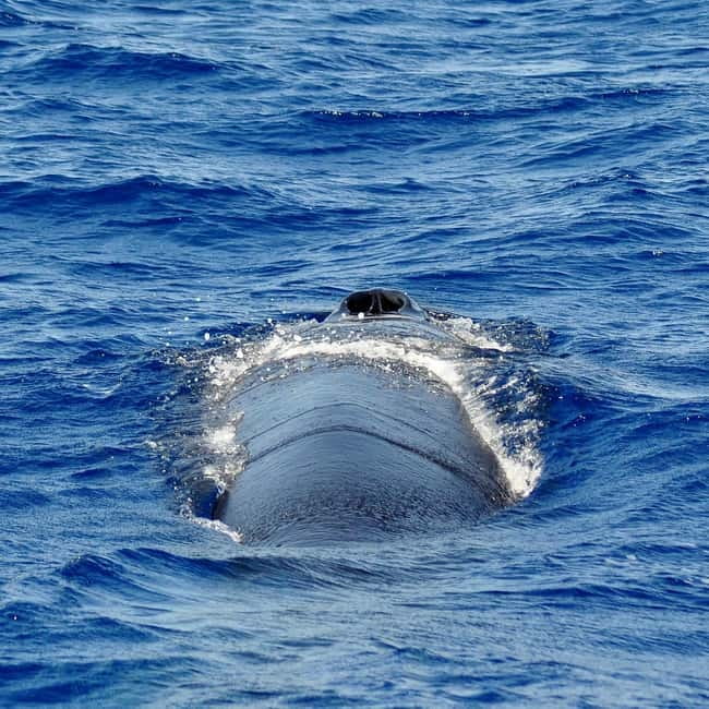 Fuerteventura: Catamarán navegación a vela y delfines. - Who this tour is best for on Fuerteventura