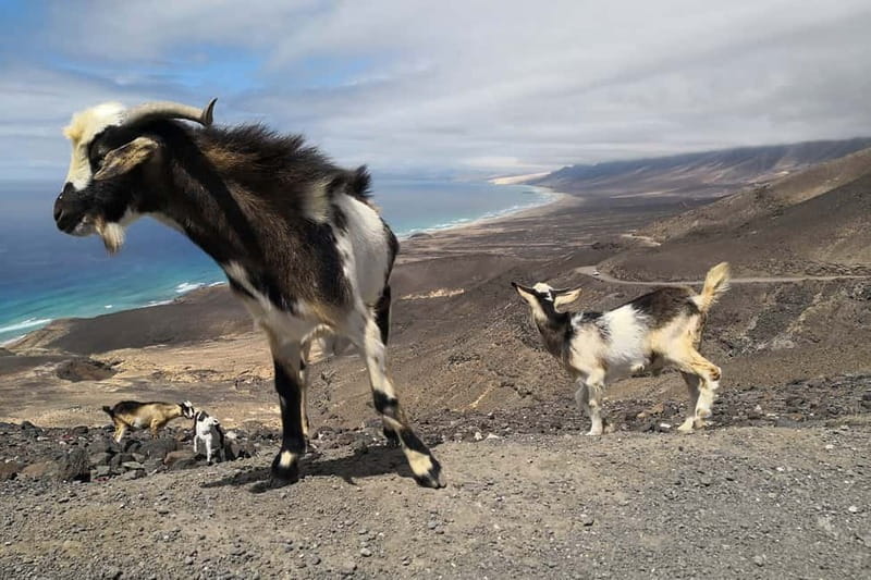 Fuerteventura: Cofete Beach and "Villa Winter" Tour - Price and value: what $53 actually buys you