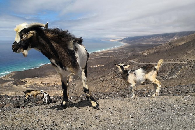 Fuerteventura: Cofete Beach and "Villa Winter" VIP Tour - What to bring and how to time your day