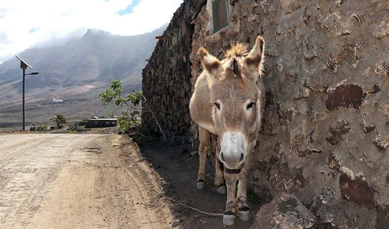 Fuerteventura: Cofete Safari - Price and value: is $78 per person a fair deal?