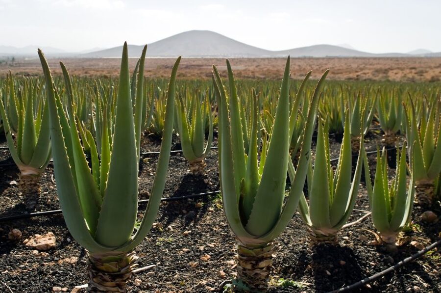 Fuerteventura: Discovery Tour - Mirador de los Guanches to Oliva: viewpoint payoff after lunch