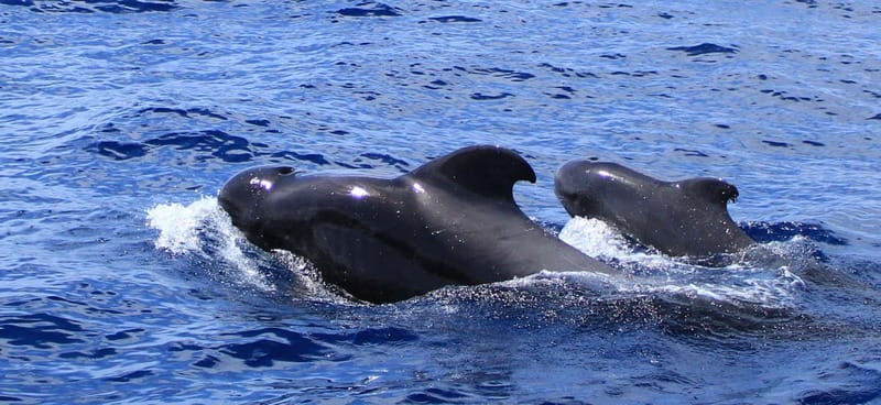 Fuerteventura: Dolphin watching and Lobo Island Combo Cruise - Fuerteventura Dolphin Watching: What This 5-Hour Catamaran Day Is Like