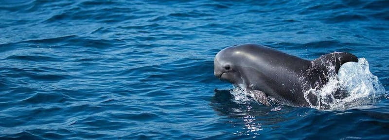 Fuerteventura: Dolphin watching and Lobo Island Combo Cruise - Dolphins, Whales, Pilot Whales, and Sea Turtles: How the Crew Makes Sightings Happen