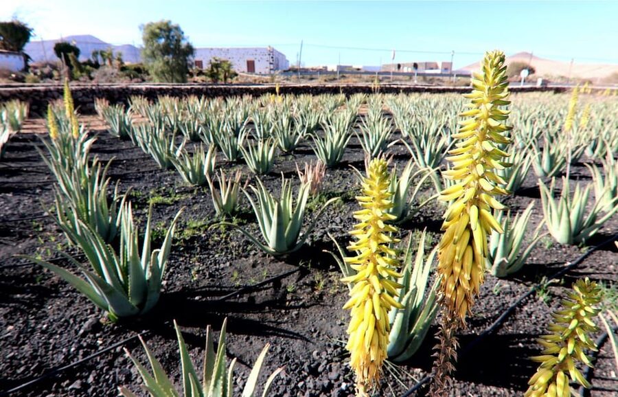 Fuerteventura: Flavors - Starting at the Aloe Vera Farm: The Queen of Medicinal Plants