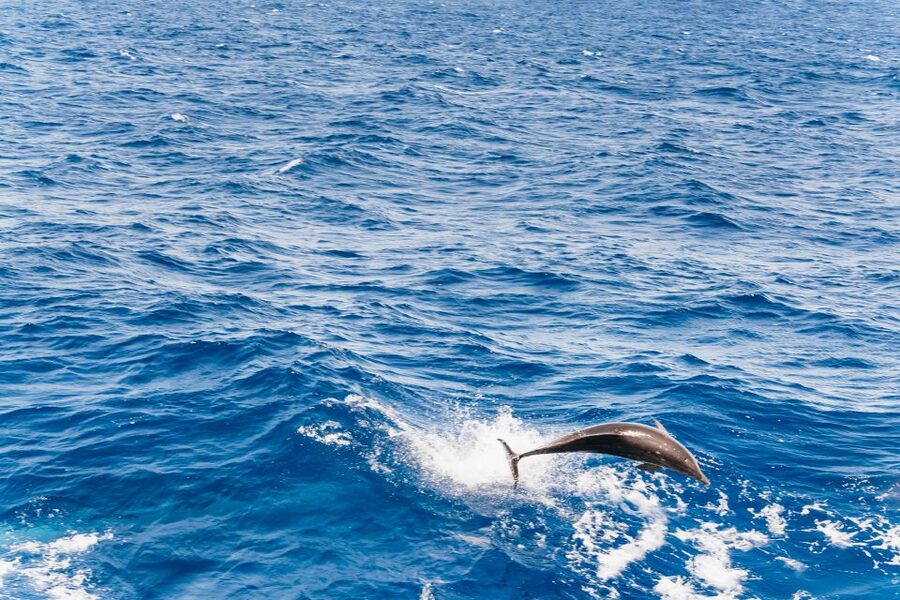 Fuerteventura: Glass Bottom Boat Cruise with Lunch & Drinks - Key Things to Know Before You Go