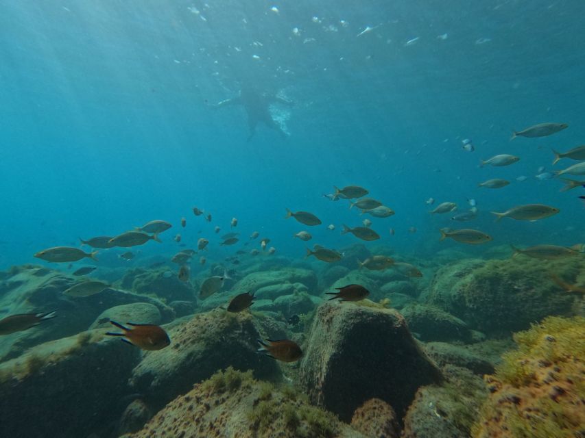 Fuerteventura: Guided Snorkeling in La Lajita with Pickup - Key things I’d prioritize