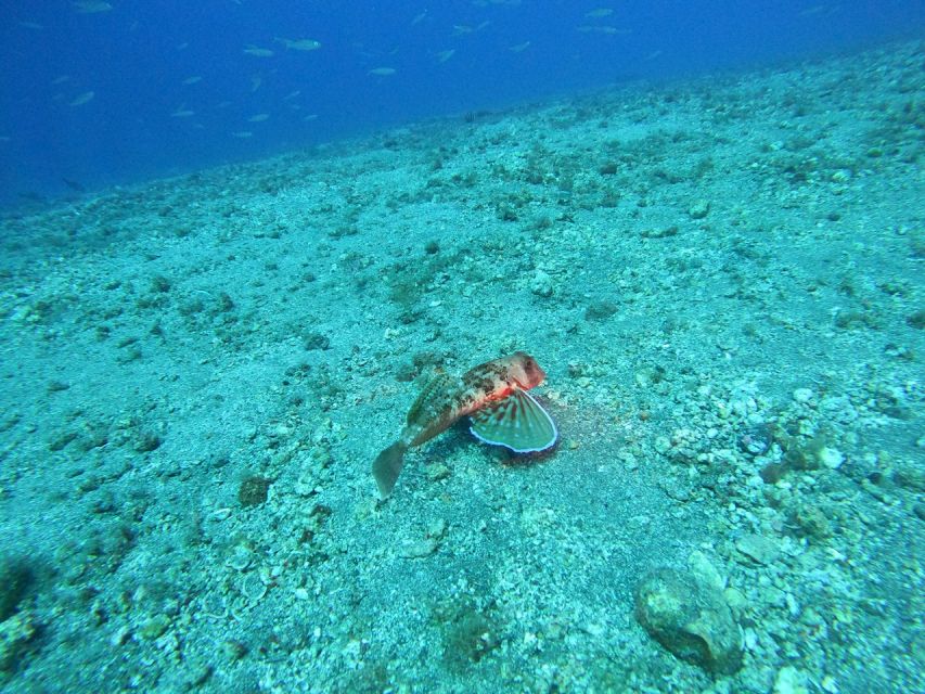 Fuerteventura: Guided Snorkeling in La Lajita with Pickup - Gear, What to Bring, and the Stuff People Forget