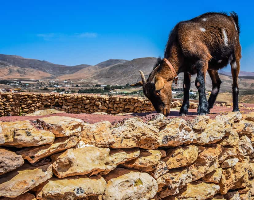 Fuerteventura: Guided Trekking Tour with Island Goats - Key Things to Know Before You Go