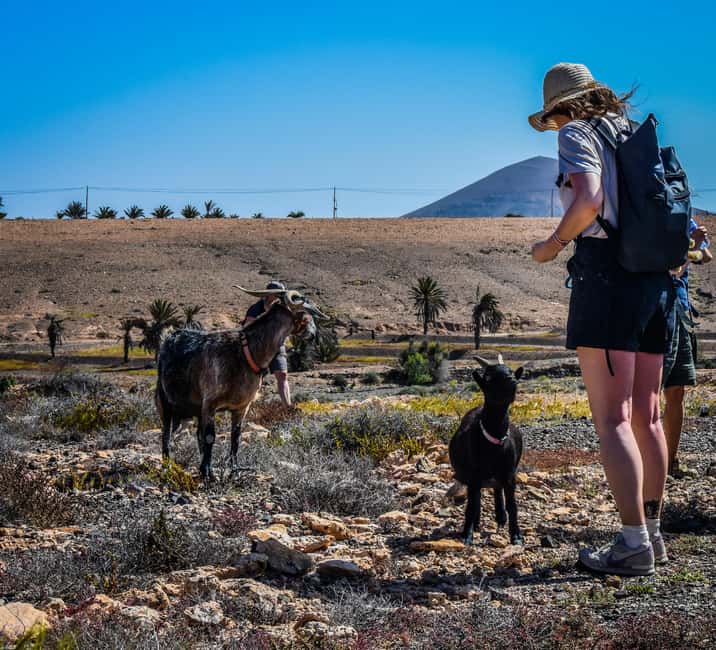 Fuerteventura: Guided Trekking Tour with Island Goats - A Desert Hike That Actually Has a Character