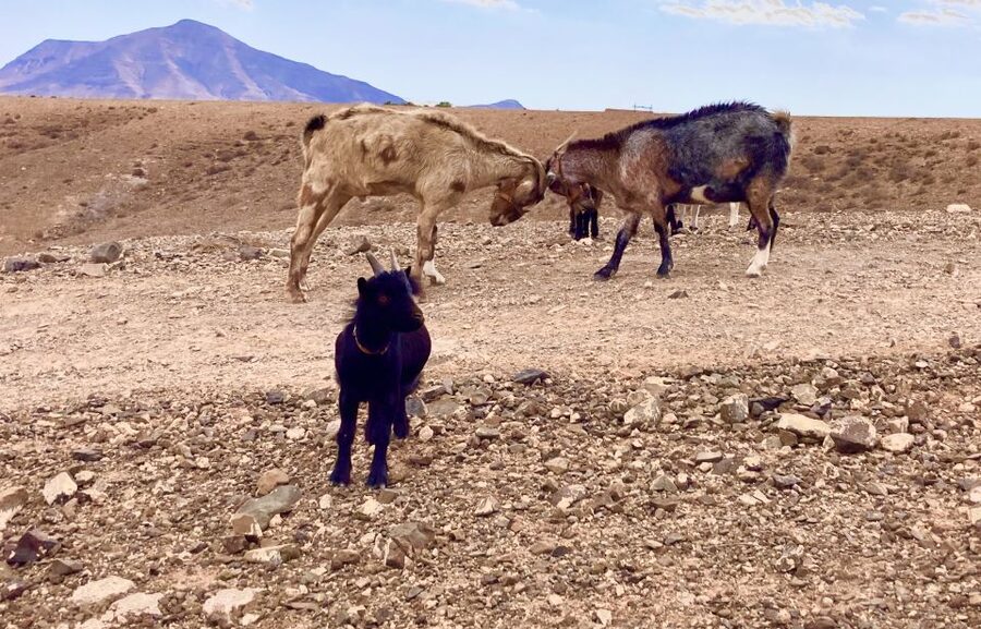 Fuerteventura: Guided Trekking Tour with Island Goats - Lunch That Tastes Like the Place You’re In