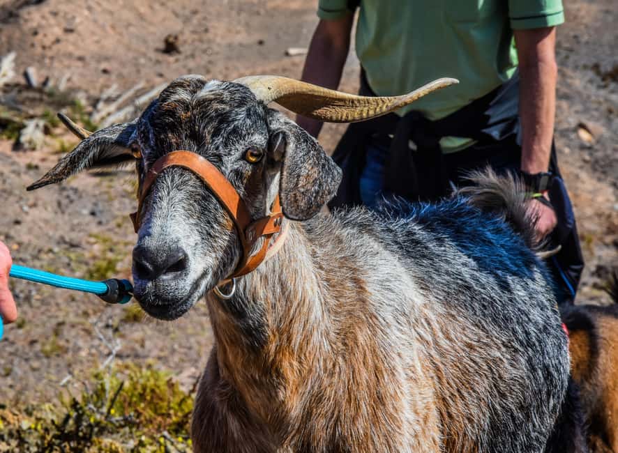 Fuerteventura: Guided Trekking Tour with Island Goats - Terrain and Walking Reality: 8 km, Rough Ground, No Paths