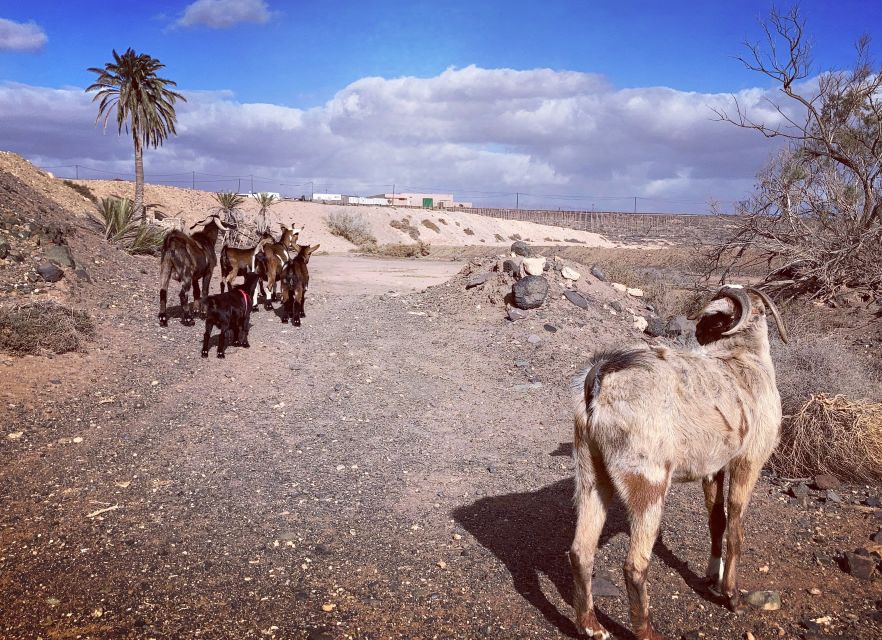 Fuerteventura: Guided Trekking Tour with Island Goats - What to Bring (and What to Leave Off)