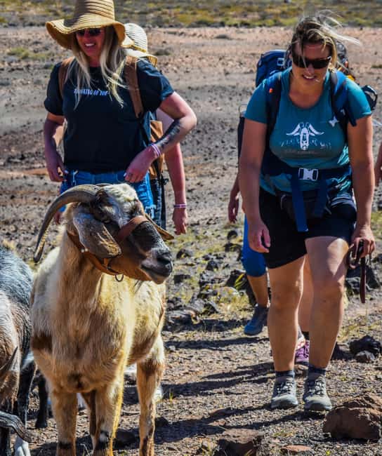 Fuerteventura: Guided Trekking Tour with Island Goats - Who This Tour Is For (and Who Should Skip It)