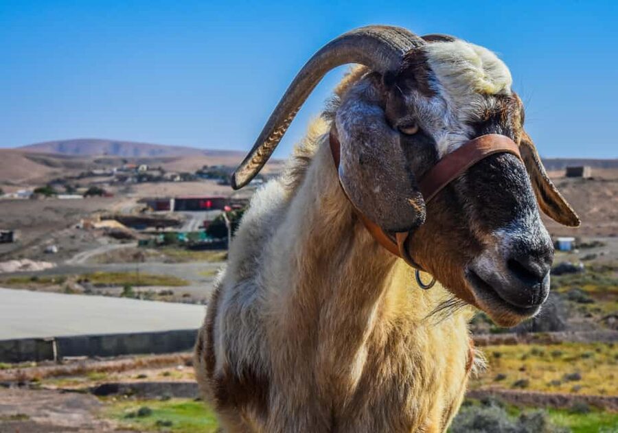 Fuerteventura: Guided Trekking Tour with Island Goats - South-Coast Pickup: How the Tour Runs From the Start