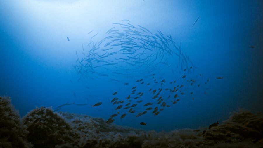 Fuerteventura: Introductory Dive in La Lajita with Pickup - Pickup That Saves Your Energy (and Time)